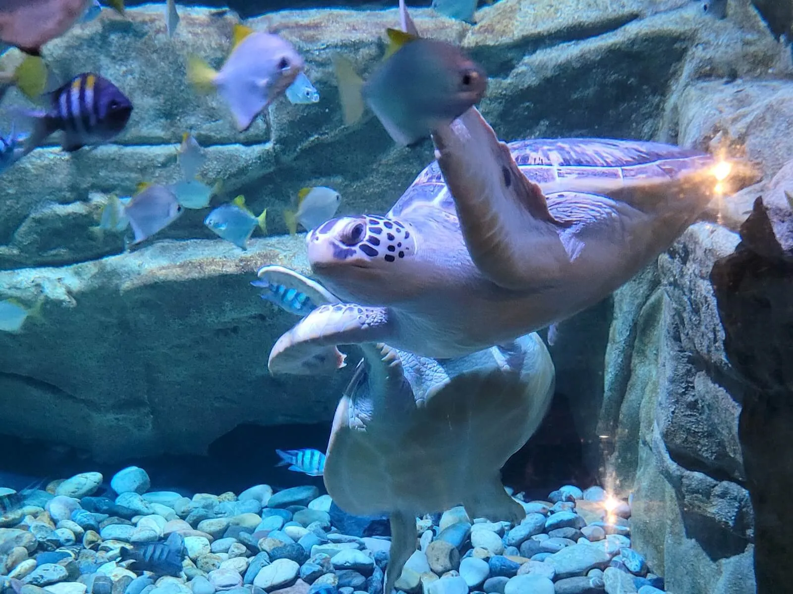 A green sea turtle swimming among small fish over a pebble bottom