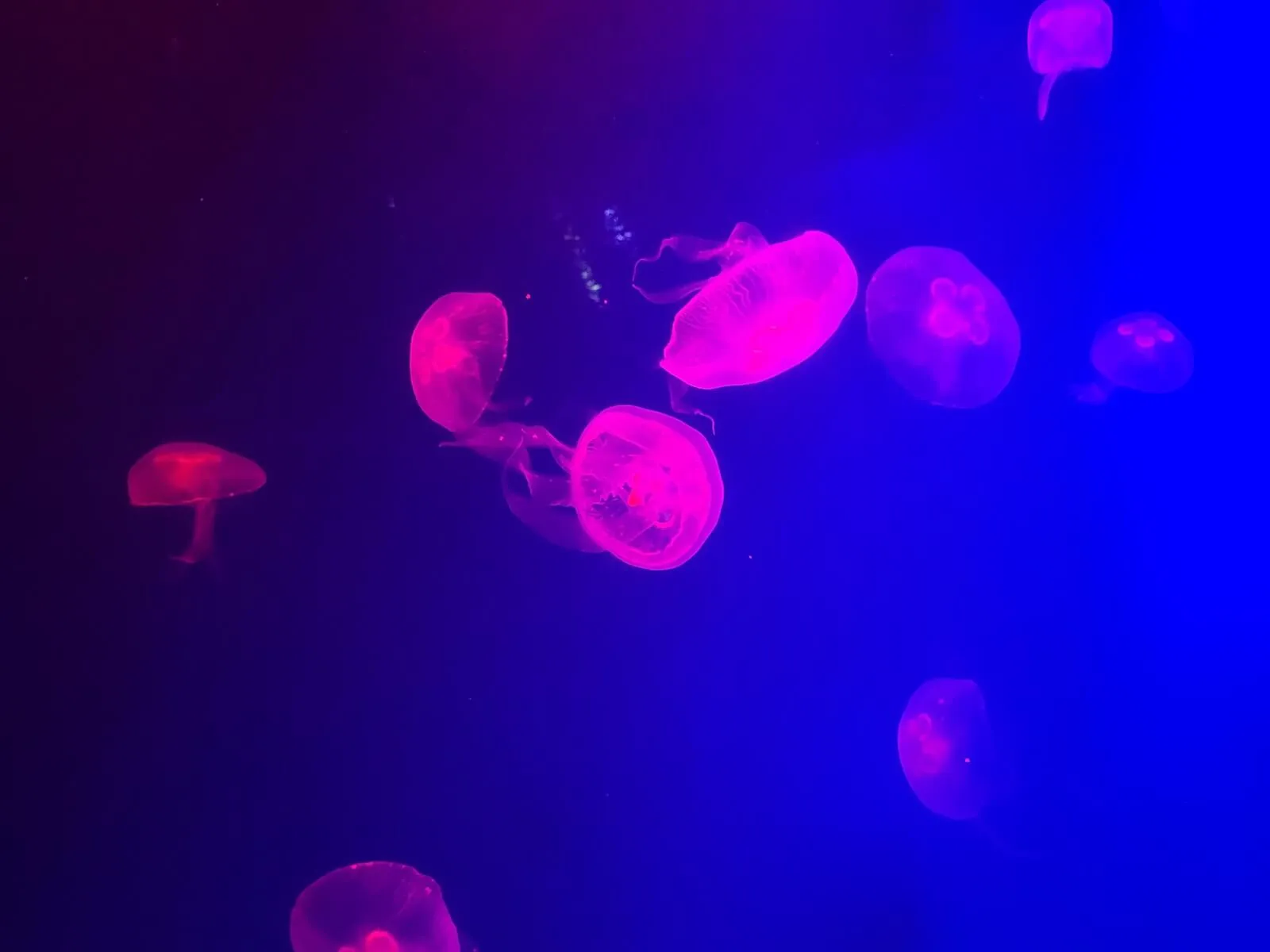 Moon jellyfish glowing pink in a blue-lit tank at Aquaria Phuket