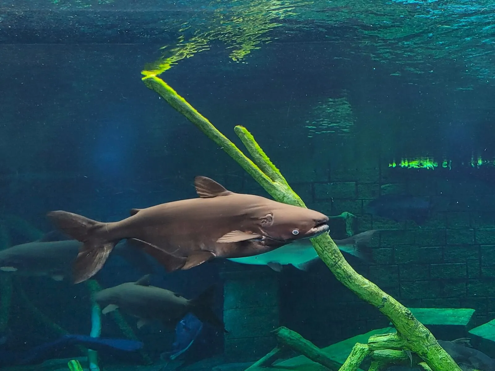 A large catfish gliding past a green-lit branch in the freshwater tank