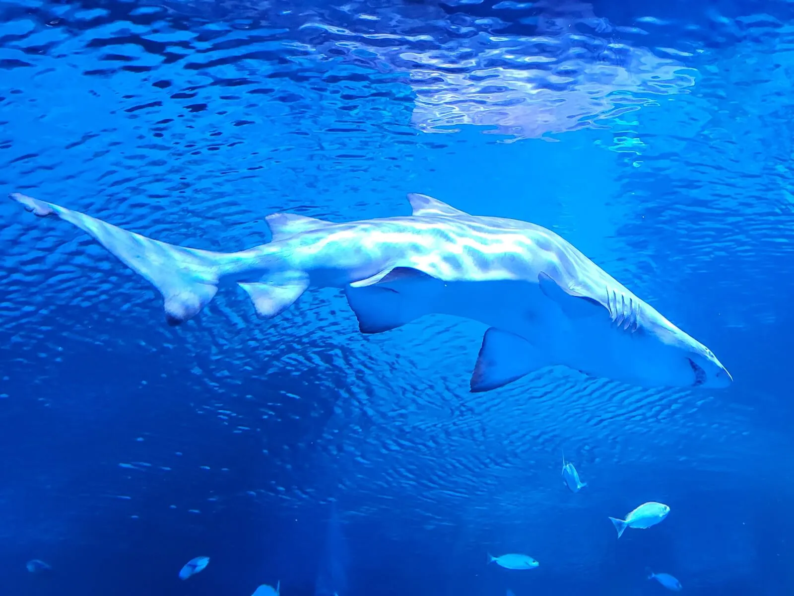 A sand tiger shark swimming under the rippled surface of the main tank at Aquaria Phuket