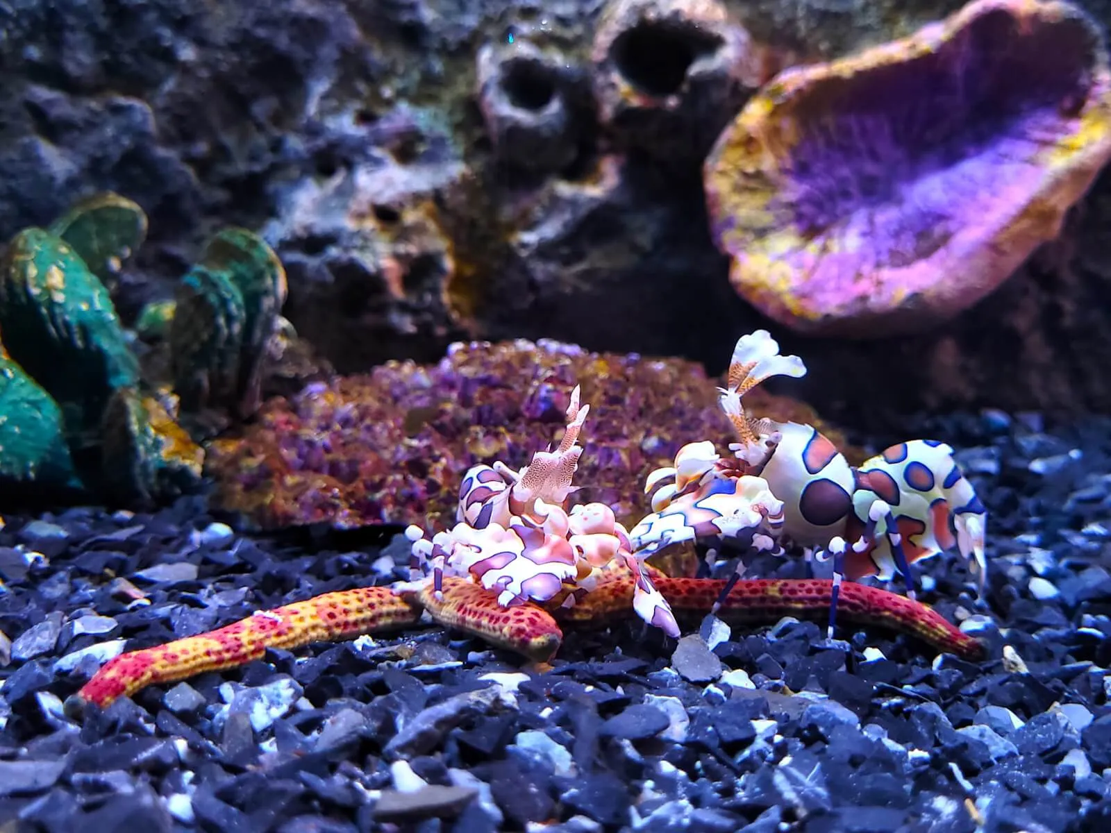 Two harlequin shrimp on a red starfish in front of purple corals
