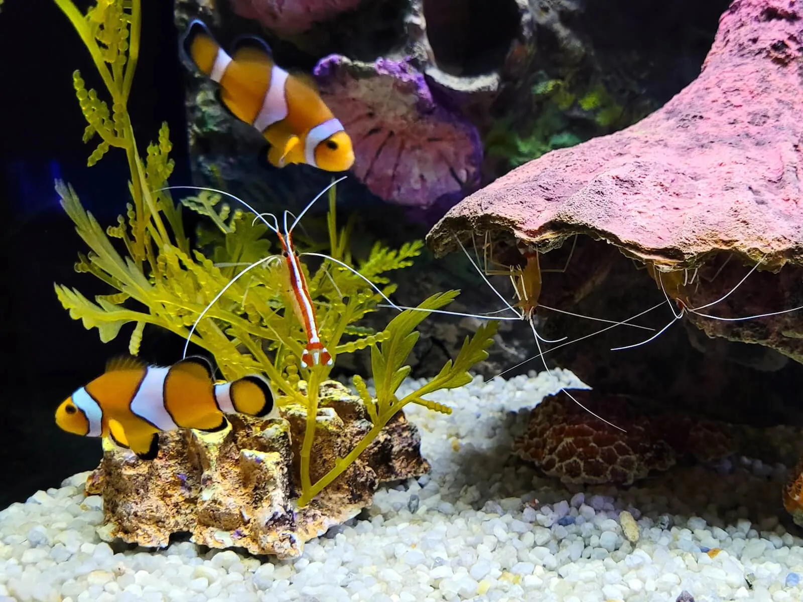 Two clownfish and cleaner shrimp among corals and a sea plant